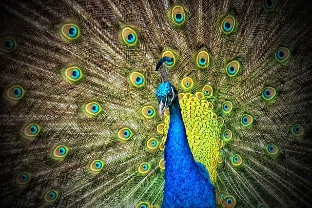 peacock-50515_640